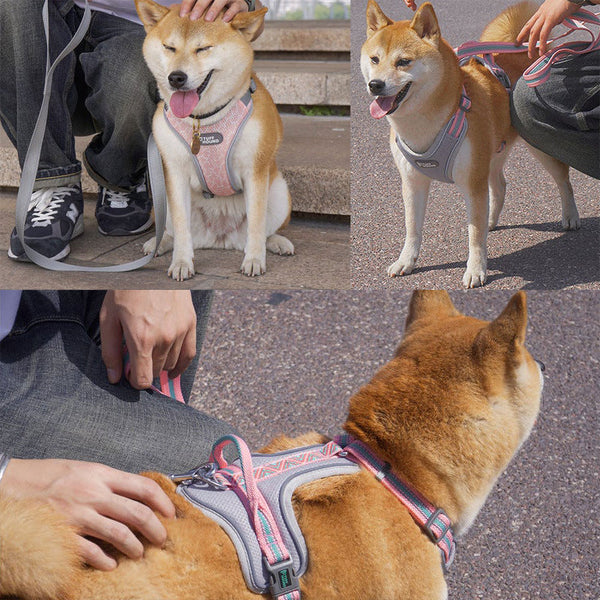 Large Orange dog wearing a pink TuffHound Prime™ - Dog Harness with leash attached and close up of handle on a vivid background.