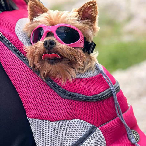 Perro pequeño dentro de una mochila transportadora para mascotas Fur Sport™ rosa.