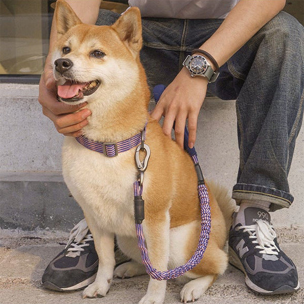 Yellow dog wearing a purple TuffHound Solid™ - Heavy Duty Dog Collar and leash on a vivid background.