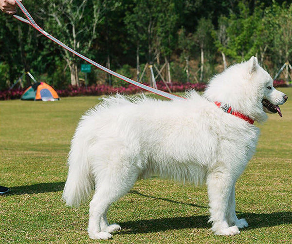 Large white dog wearing a red TuffHound Core™ - Reflective Dog Collar & Leash Set on a vivid background.