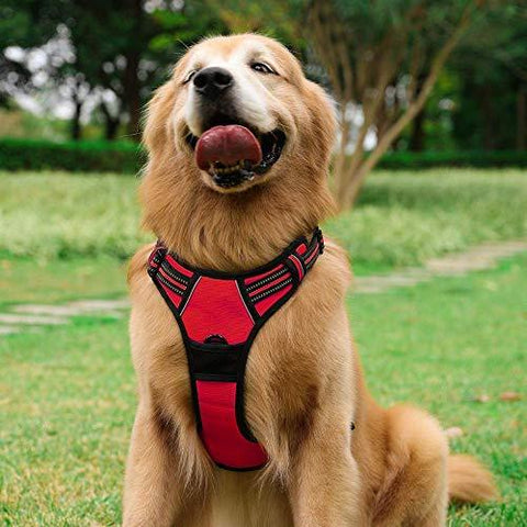 Large yellow dog in a red Truelove Standard™ - Dog Harness on a vivid background.