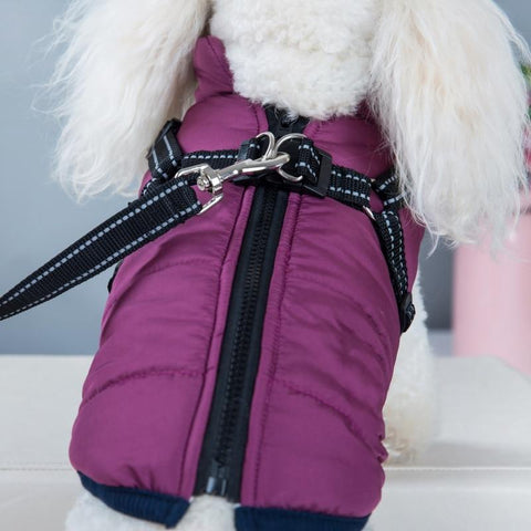Nærbilde av en liten hvit hund i en lilla DogSki Sport™ - vanntett jakkesele.