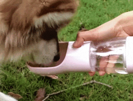 Animal Gifs Archives - Some Pets