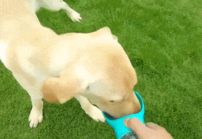 A yellow bag is pulled out of a blue Scooper™ - Dog Water Bottle and a large yellow dog drinking water out of the same blue Scooper™ - Dog Water Bottle on a vivid background.