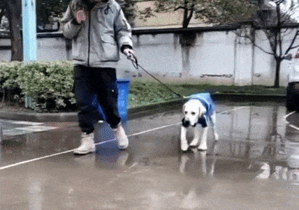 Large white dog walking on a leash on a rainy day in a blue Rainaway™ - Dog Raincoat With Leash/Harness Port and hood on a vivid background.