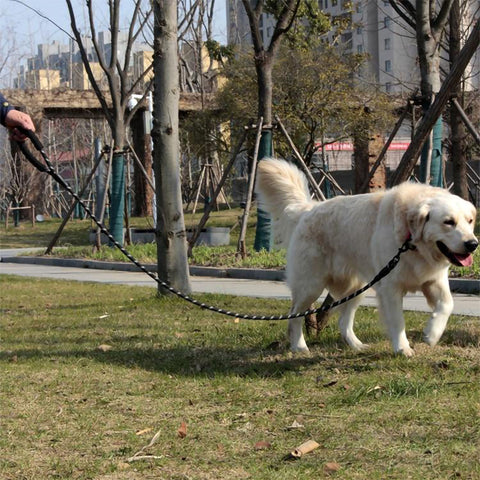 Large white dog being led on a Easy Grip™ - Ergonomic Dog Leash on a vivid background.