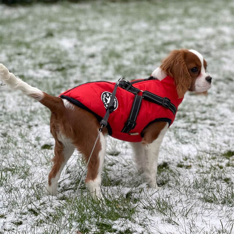 Liten beaglehund i rød DogSki Sport™ - vanntett jakkesele på en vinterlig, livlig bakgrunn.