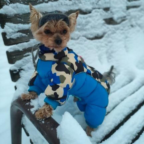 Small dog in a Blue/Army DogSki Suit™ - Waterproof Winter Jacket Harness for Small to Medium Dogs