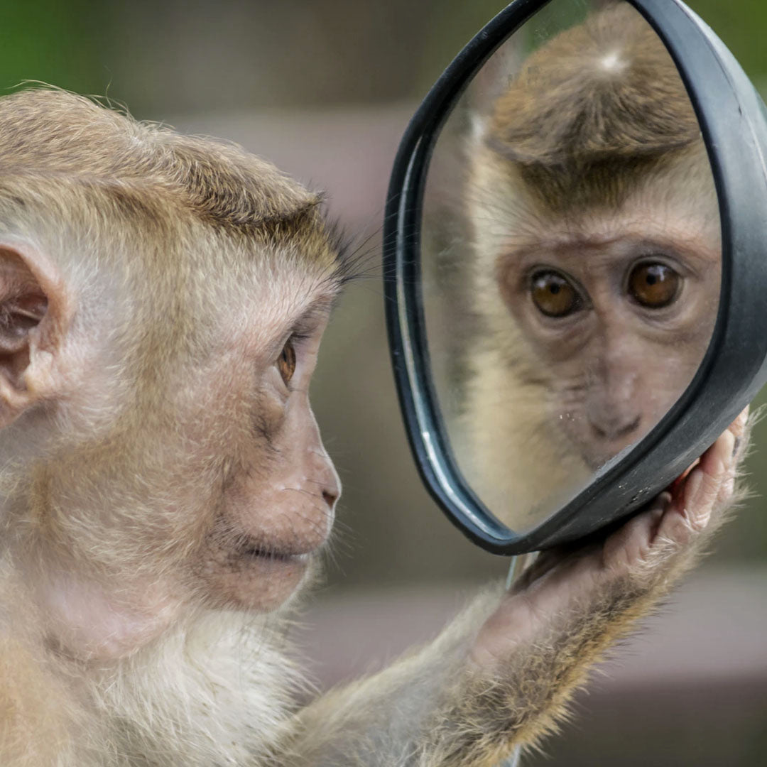 Monkey looking in a mirror