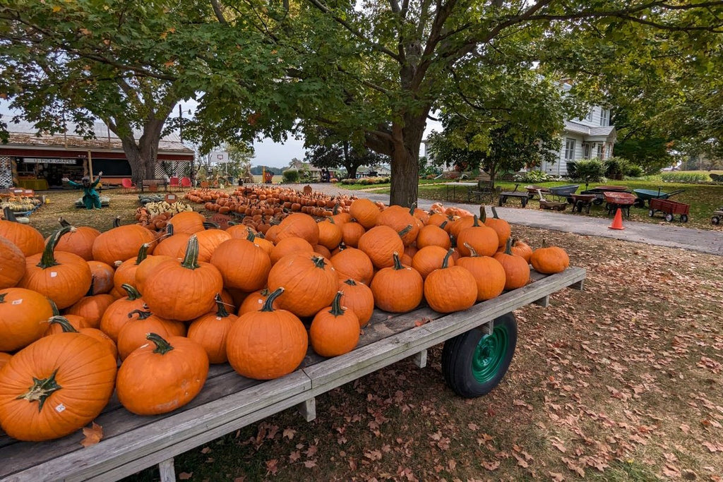 Opinel pumpkin patch picking