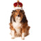 King Pet Crown - kostumed