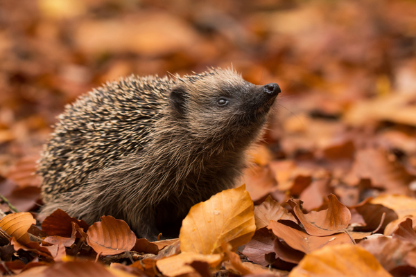 Hedgehog