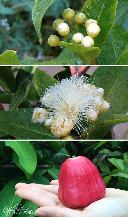 All About Jambu  Wax Apple Gardens of Wendiland