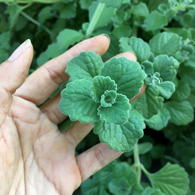 Menthol Plant Cuttings Gardens Of Wendiland