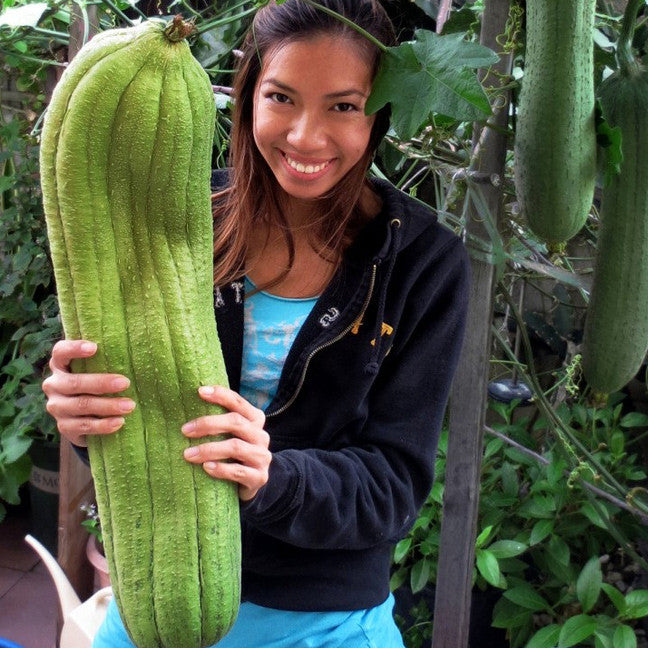 luft Smil Nominering Giant Luffa Gourd Seeds — Join Pre-Order List! – Gardens of Wendiland