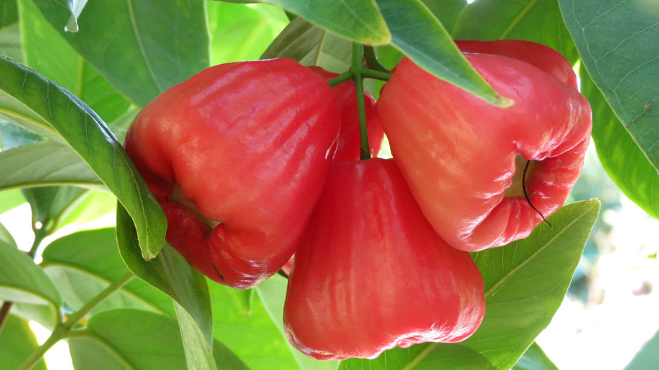 Jambu Wax Apple Plant ( Black King Kong ) *Coming Soon!* – Gardens of ...