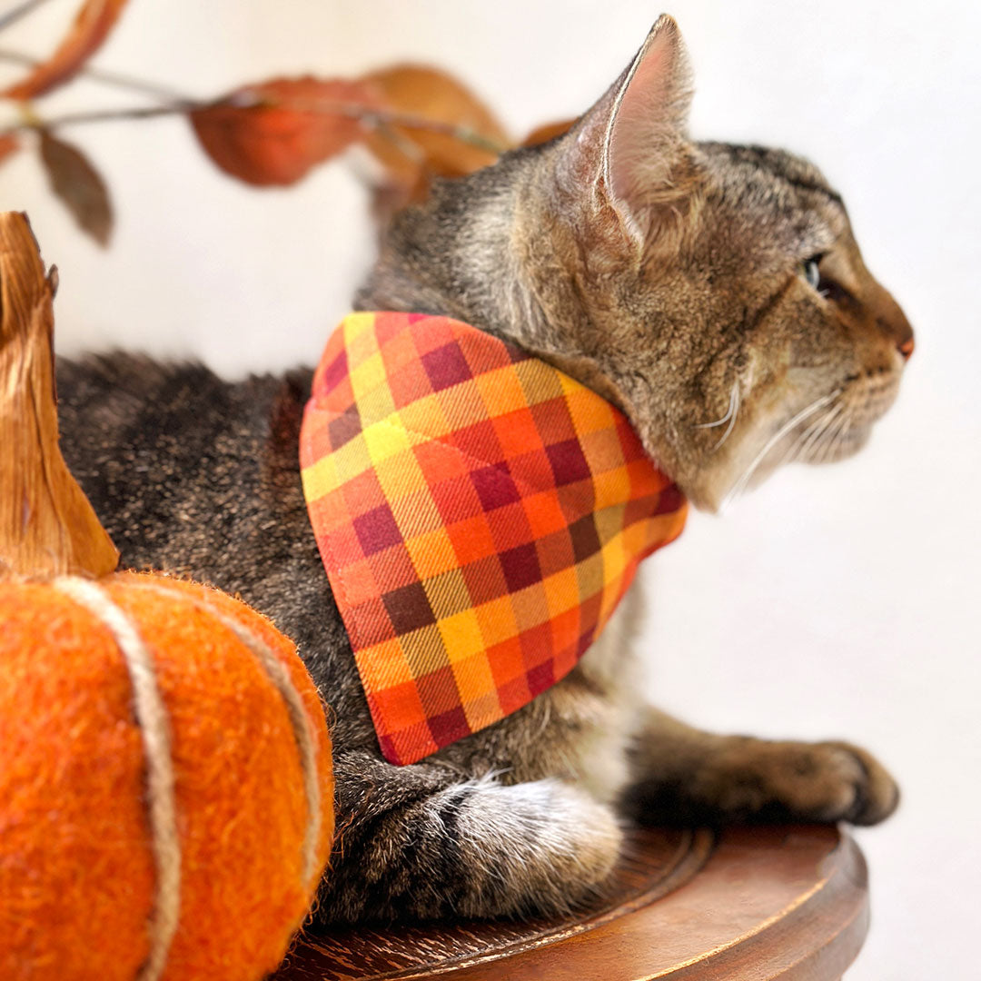 Fall Harvest Cat Collars, Bow Ties & Bandanas