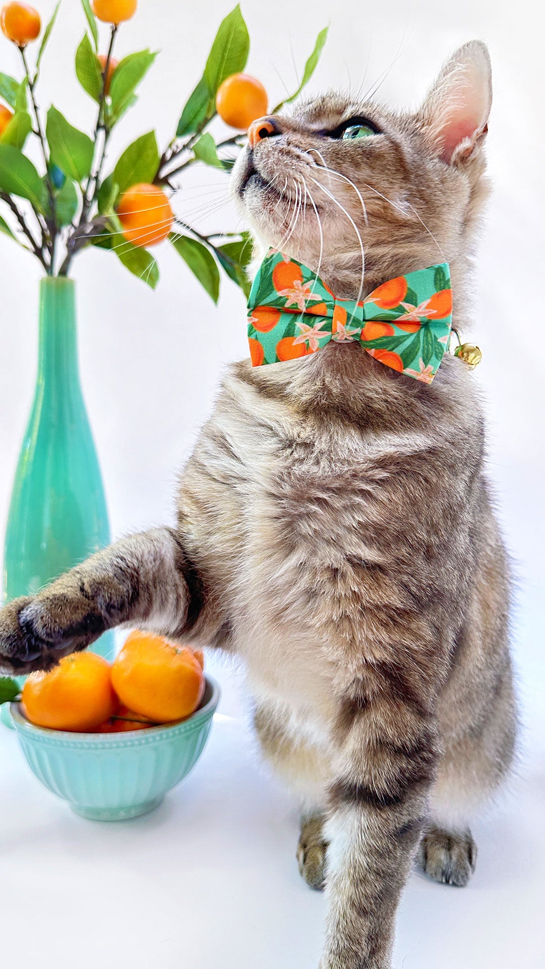 Food, Fun & Novelty Cat Collars & Accessories