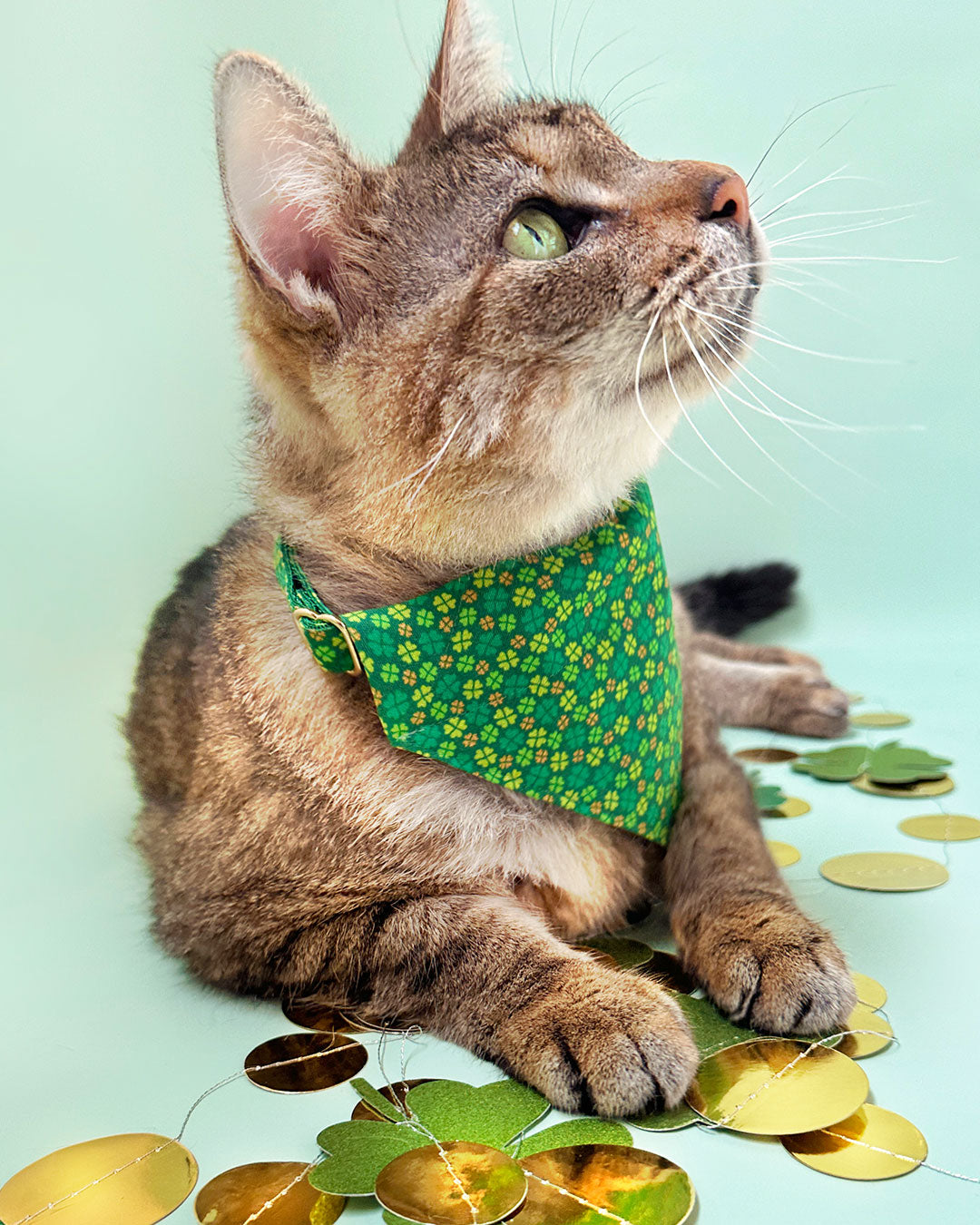 Celtic Cat Tartan Collar Scarf – Tartan Gal Designs