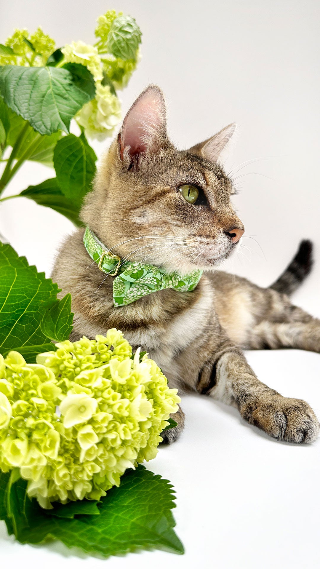 Stylish Green Cat Collars, Bow Ties & Bandanas