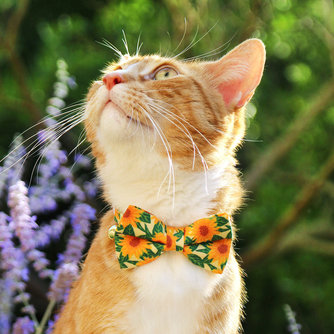 Summer Cat Collars, Bow Ties & Bandanas from Made By Cleo
