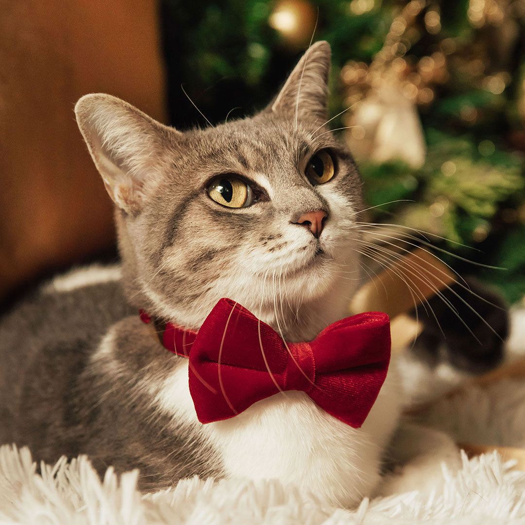 Luxury Velvet Cat Collars & Bow Ties in 30+ Colors