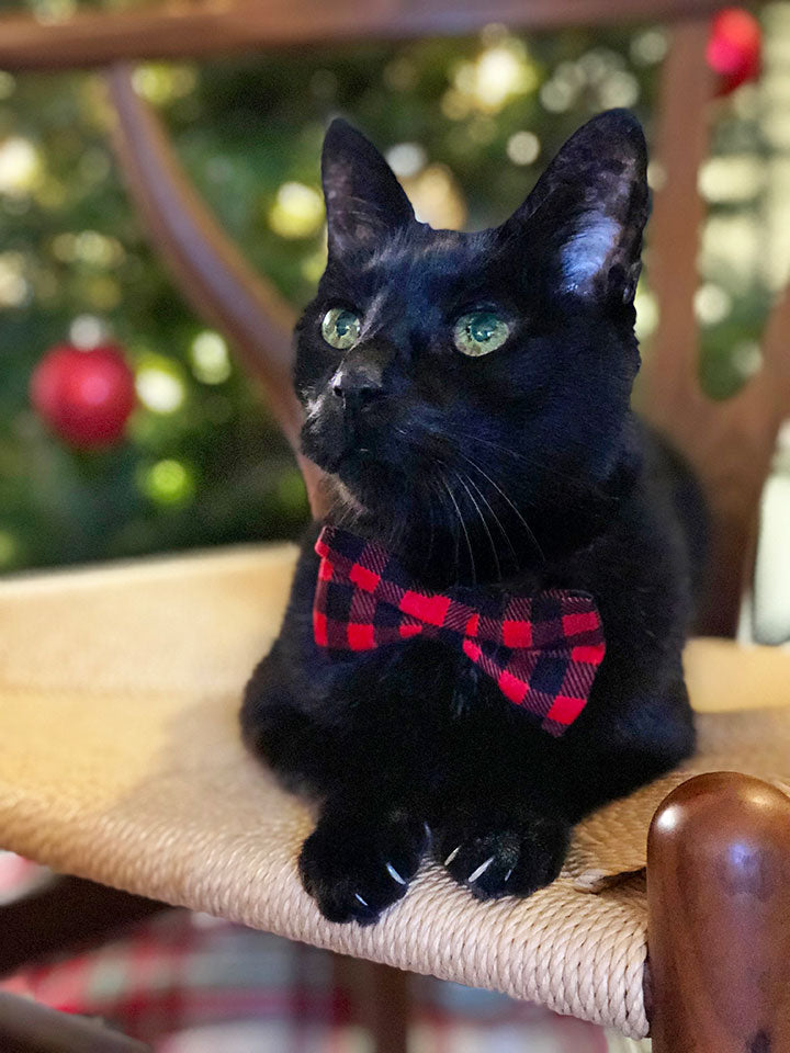 red bow tie collar for cats