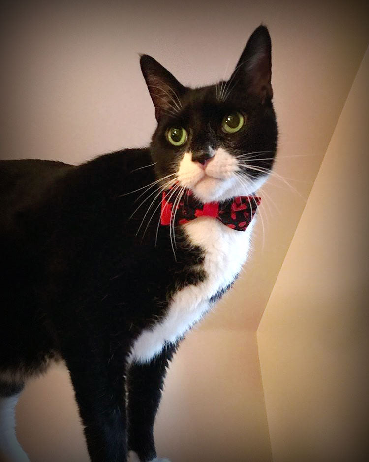 black bow tie cat collar