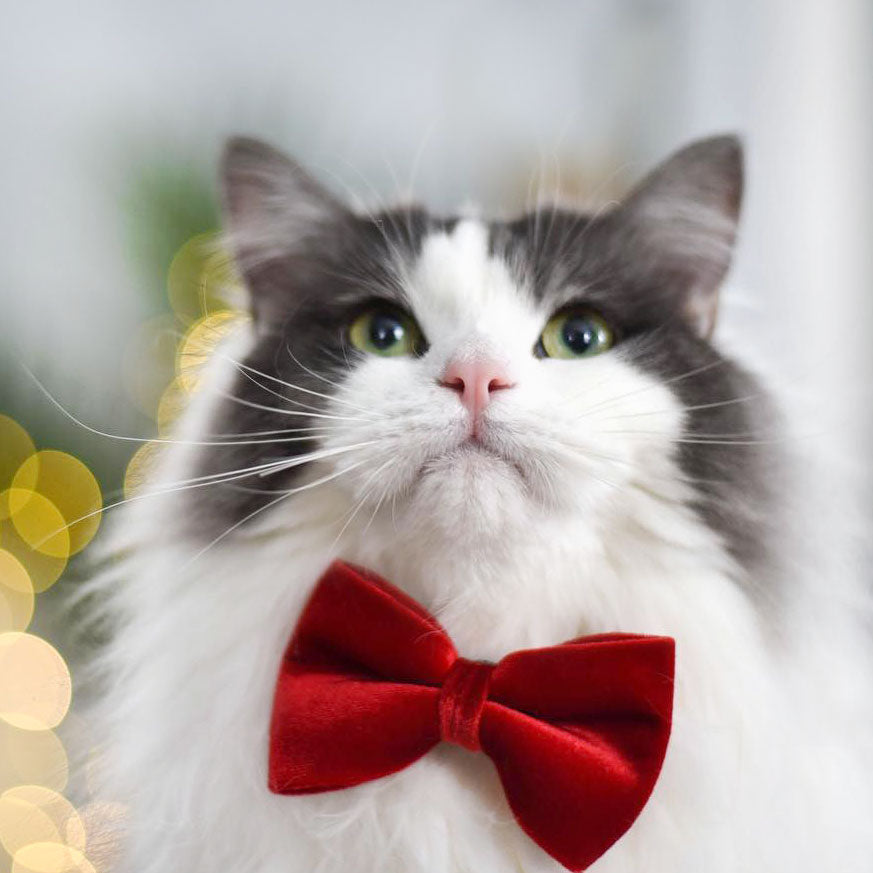 Velvet Pet Bow Tie - \