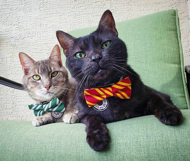 black bow tie cat collar