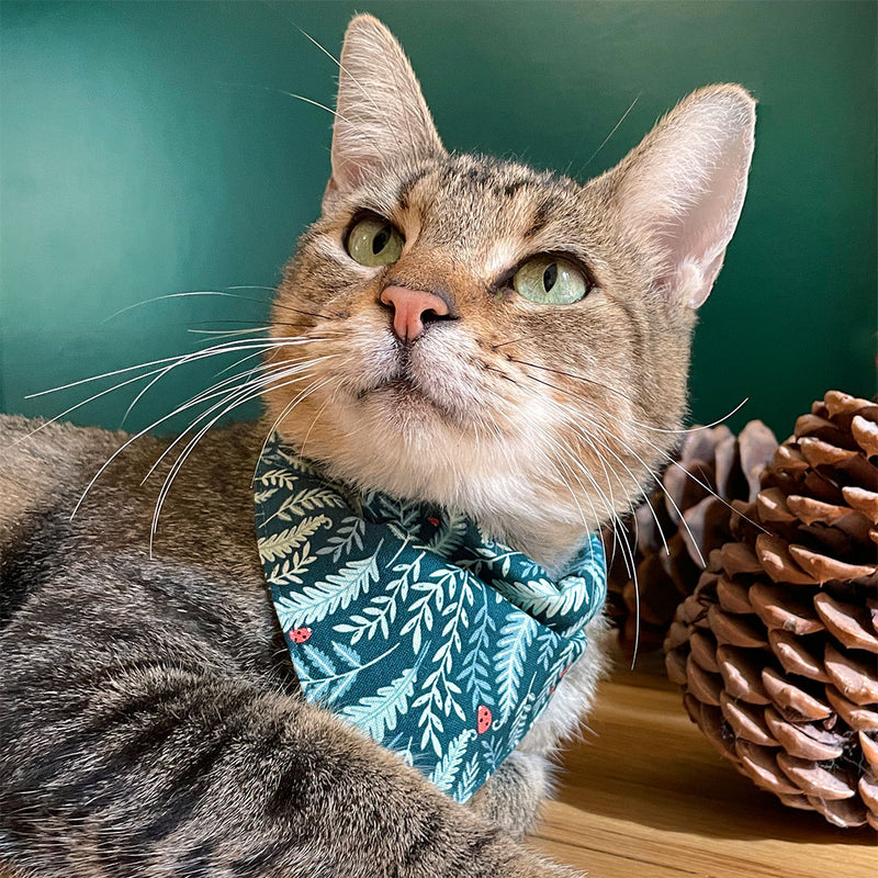 green bandana cat