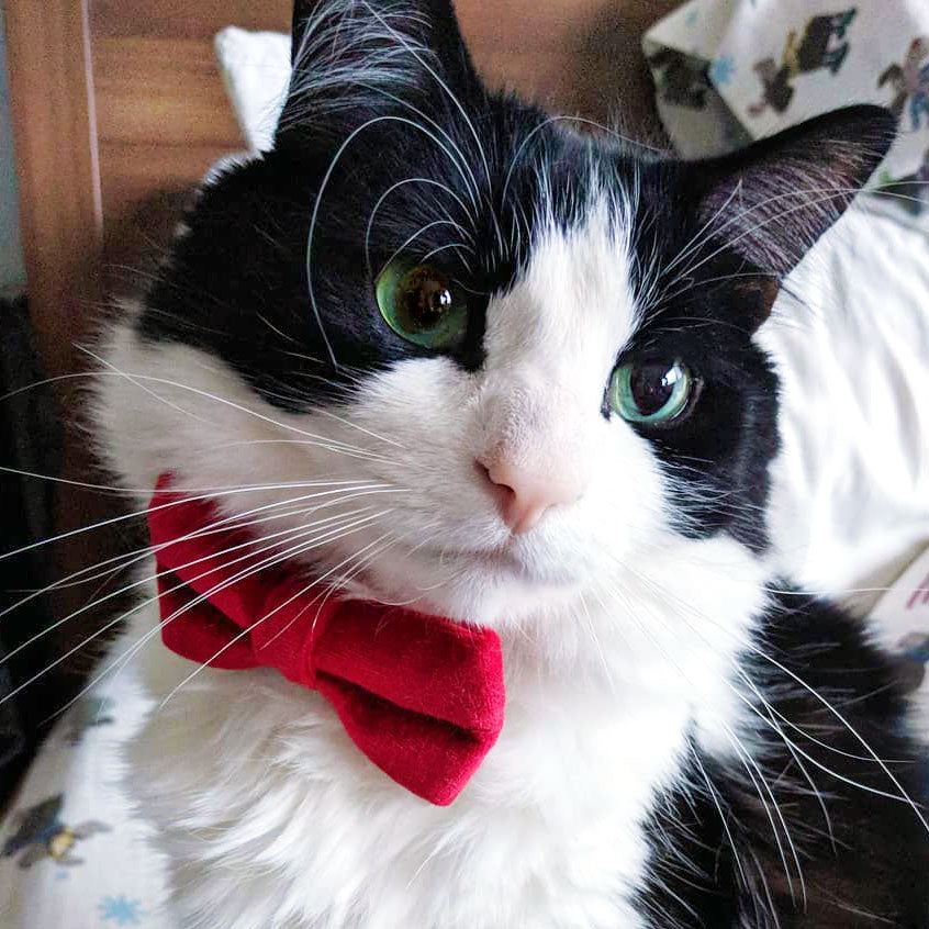 Velvet Pet Bow Tie - 