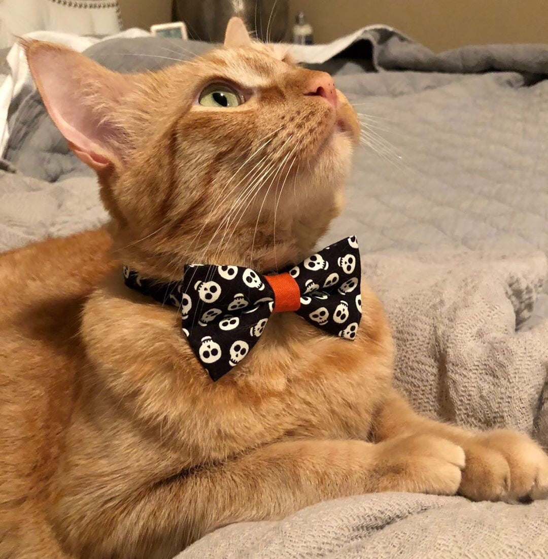 collar and tie cat