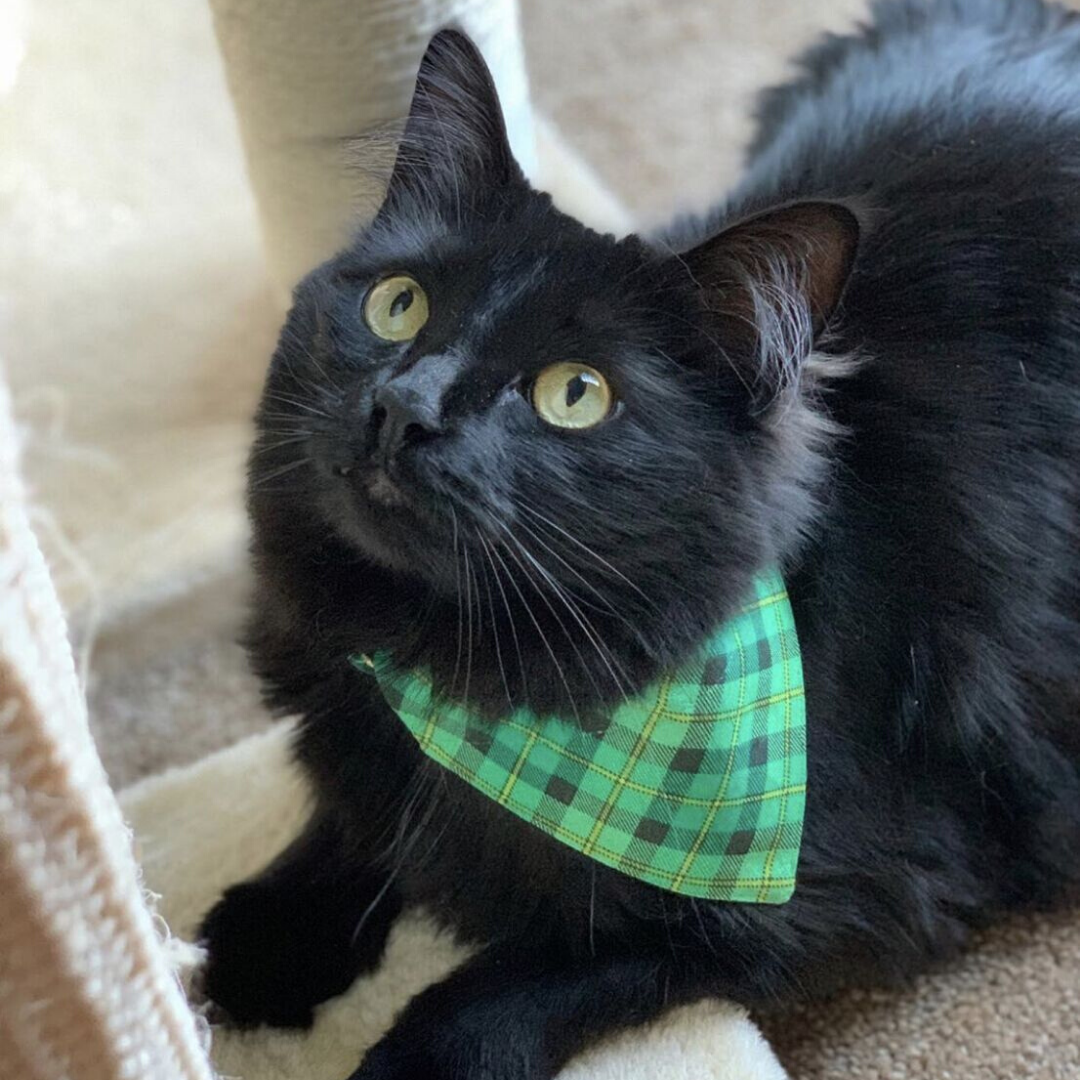 green bandana cat