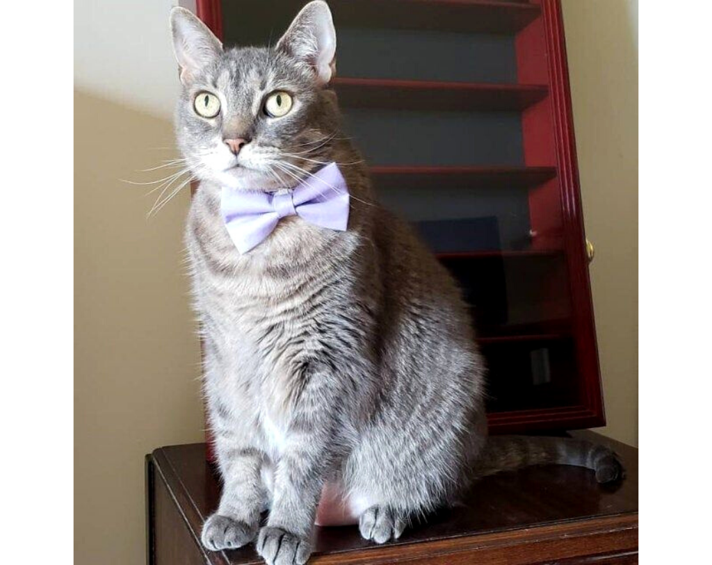 collar and tie cat