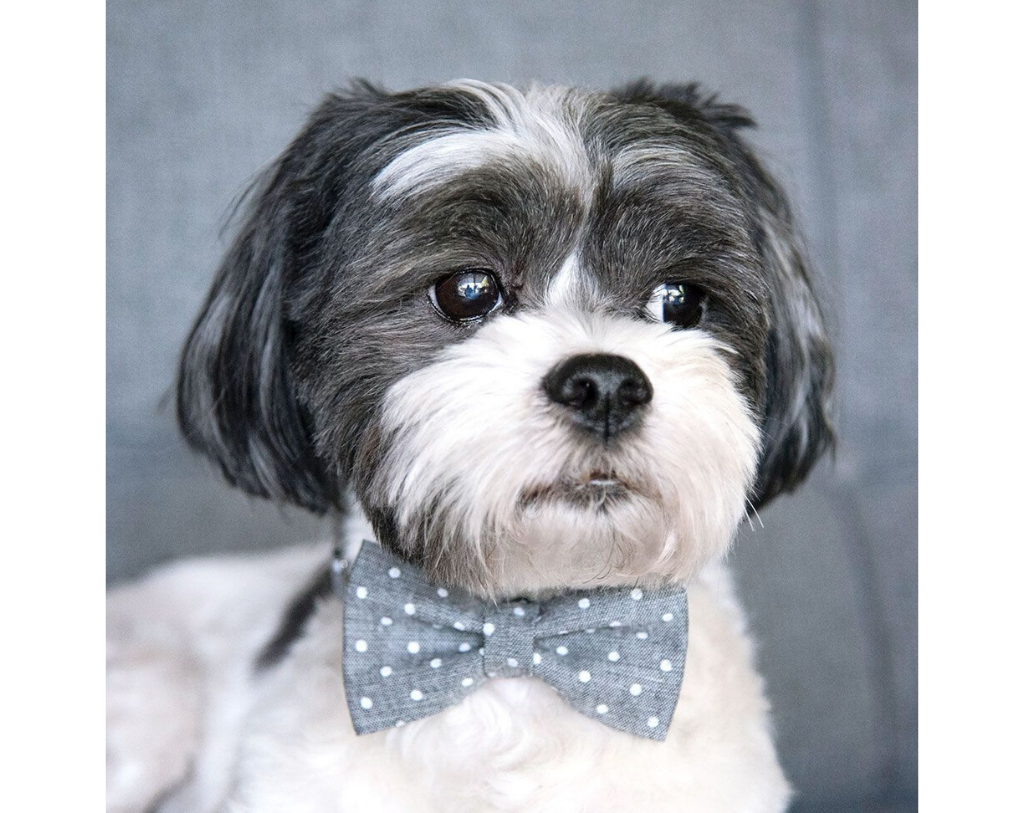 small dog bow tie