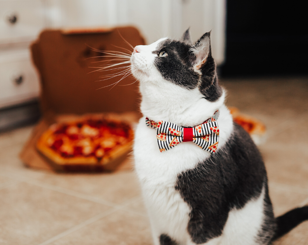 pizza cat collar