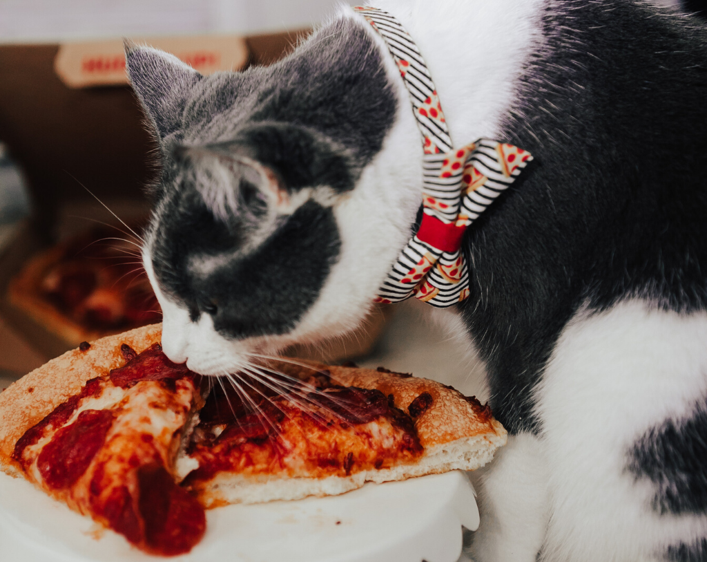 pizza cat collar