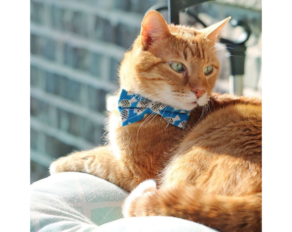 cat bow ties for sale