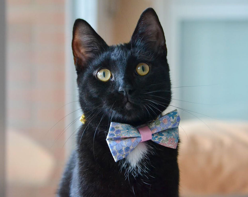 black bow tie cat collar