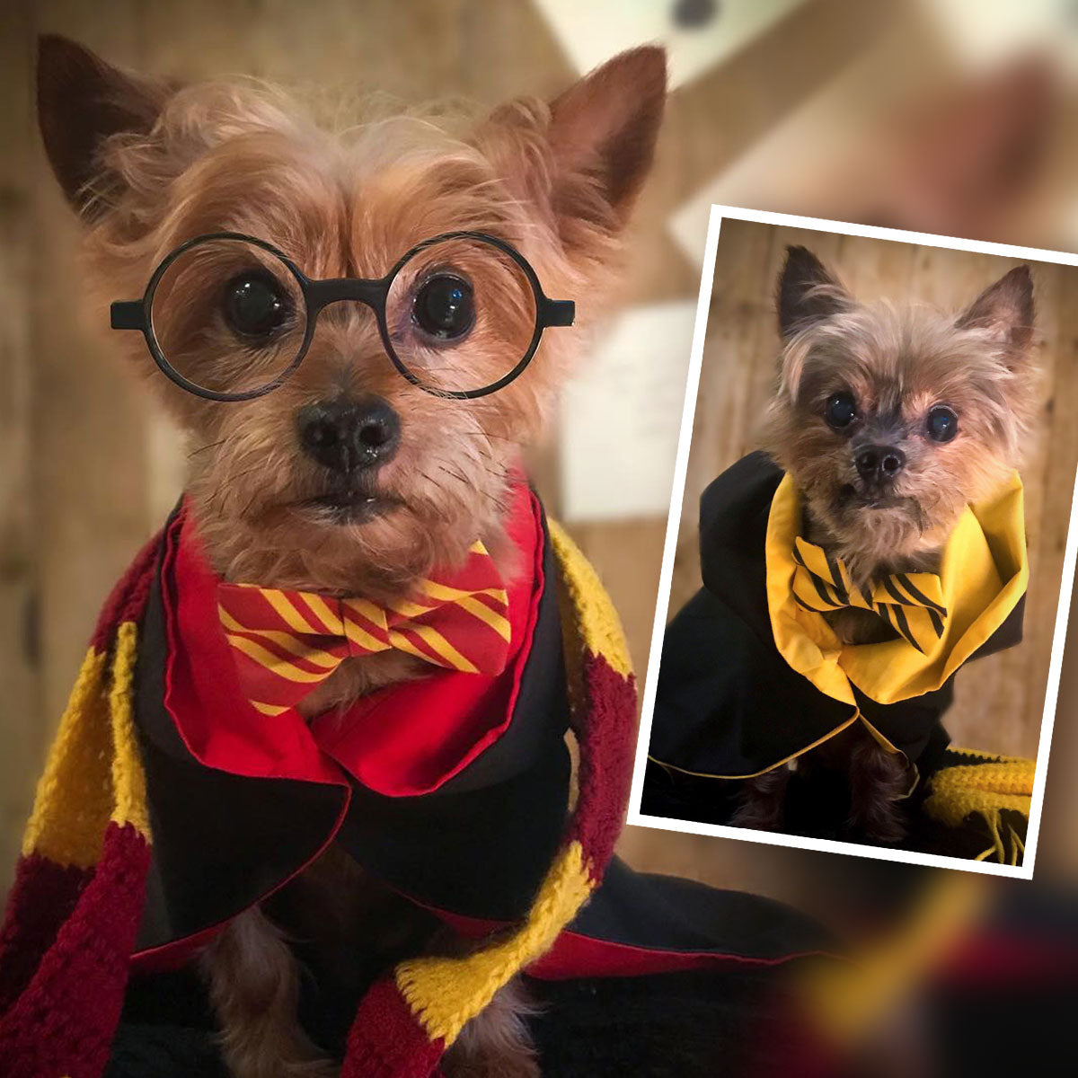 gryffindor dog