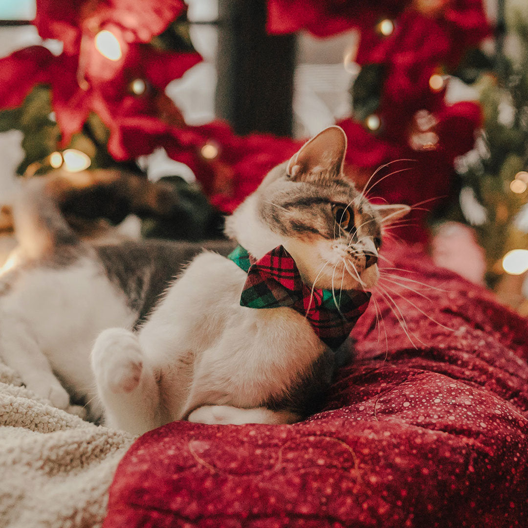 red bow tie collar for cats