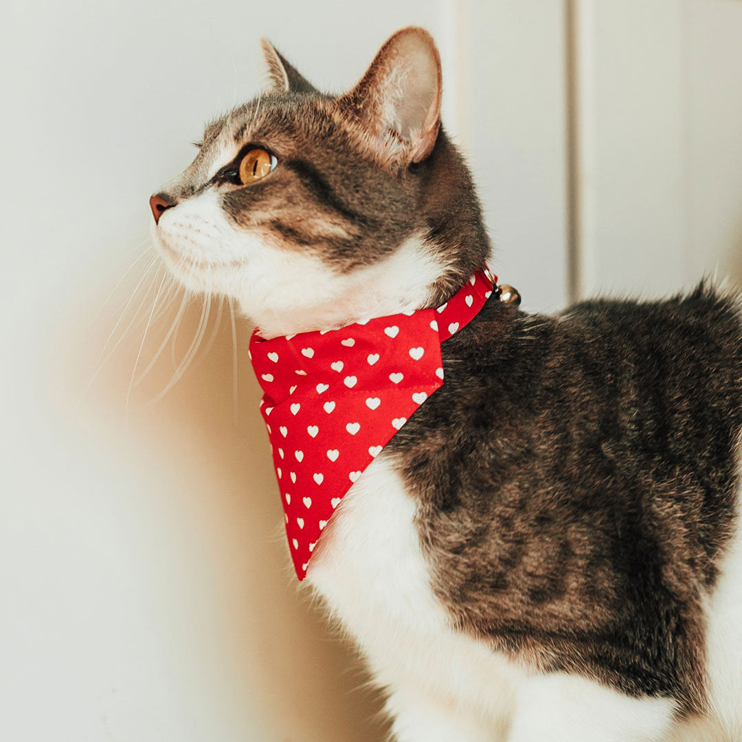 cat handkerchief collar