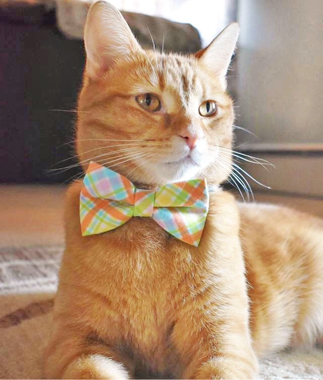 business cat tie collar