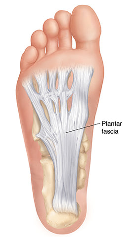 structure of the human foot and plantar fasciitis