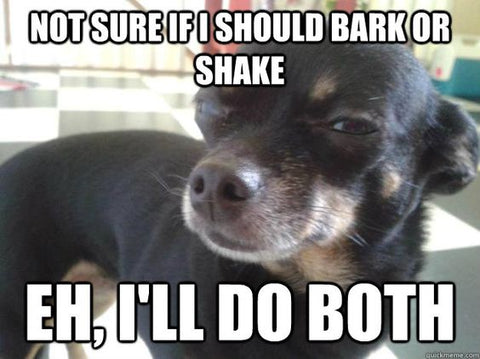 bark meme Why Do Chihuahuas Bark So Much