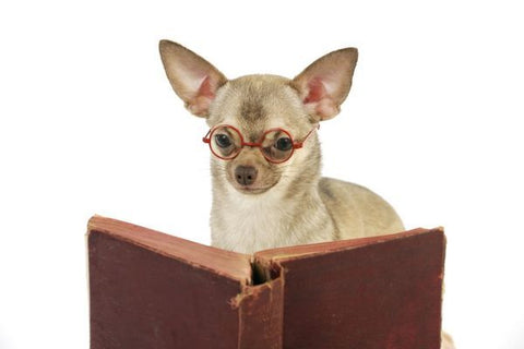 chihuahua read