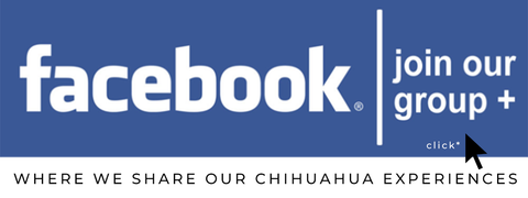chihuahau we love group