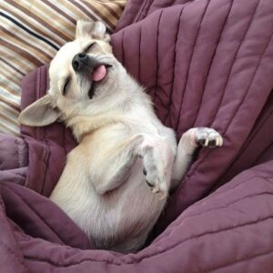 how much sleep does a chihuahua need? 2