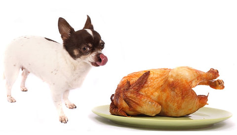 chihuahua foods to avoid